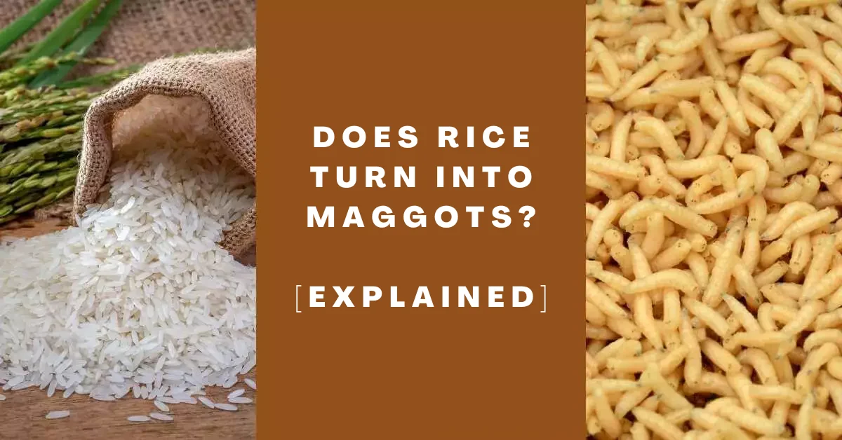 Does Rice Turn into Maggots