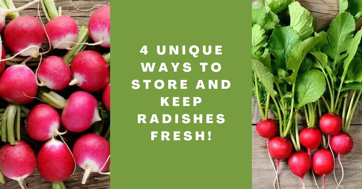 4 Unique Ways to Store and Keep Radishes Fresh!