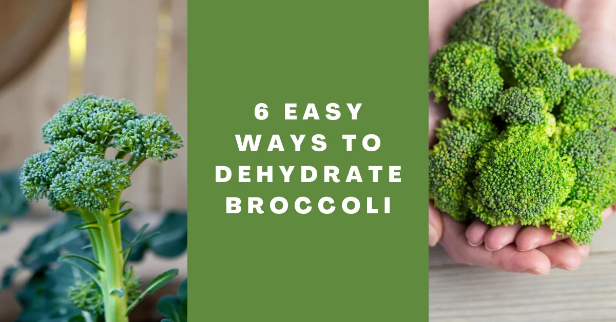 Can You Dehydrate Broccoli
