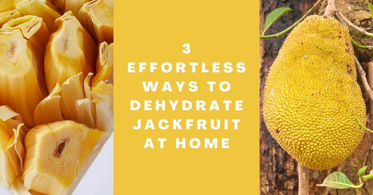 Can You Dehydrate Jackfruit